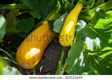 vegetable marrow in the vegetable garden
