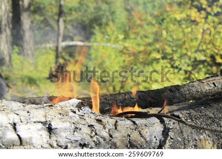 Start a fire in the wild forest