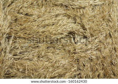 the crown of old dry reeds, abstract background