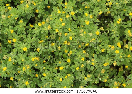 yellow spring flowers abstract background