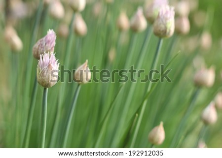 blooming green stems of young onions