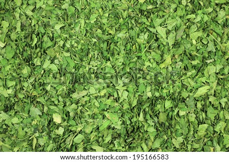 Dried parsley leaves abstract background
