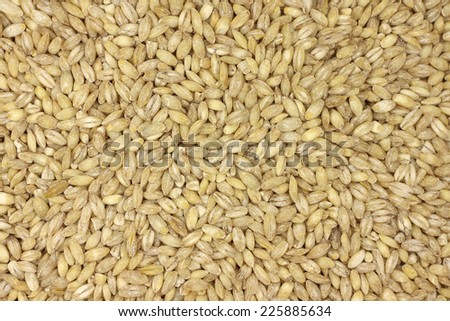 ripe grain pearl barley abstract background