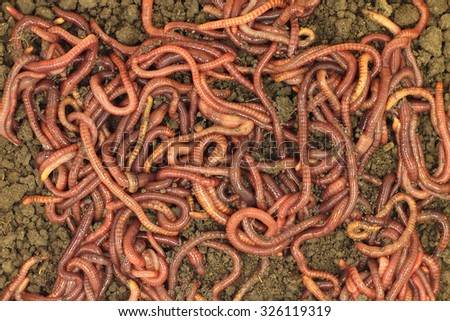Red manure worms abstract background