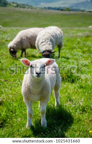 Lamb grazing on the South Downs hill in rural Sussex, Southern England, UK