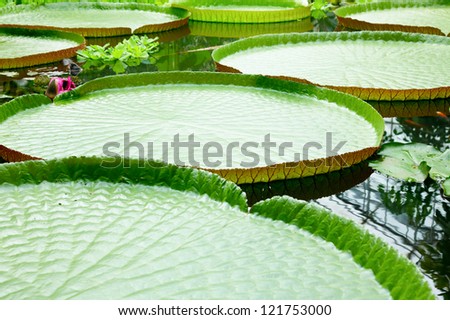 Floating leaves of amazon giant water lily Victoria