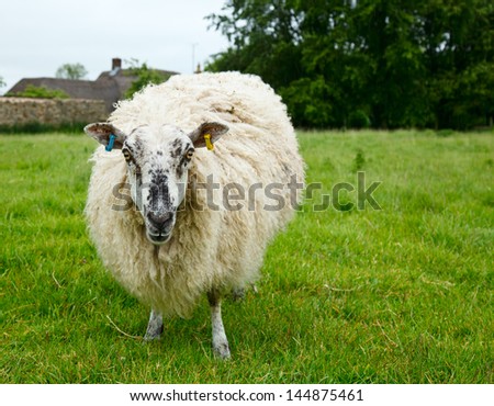 Sheep grazing at pasture in England