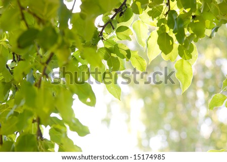 Sun shining through pear-tree leafs