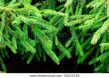Green prickly fir tree branches background