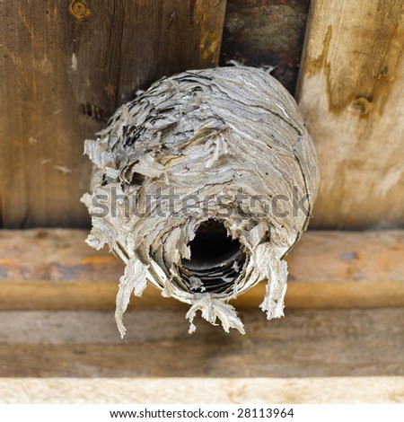 Wasps\' nest attached to a shed roof