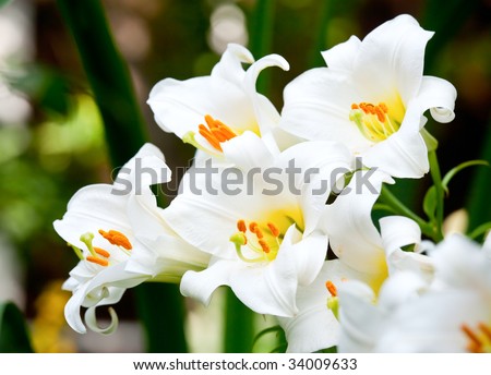stock photo : White Easter clip art easter lily. stock photo : White Easter