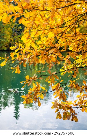 Golden oak tree leaves against small pond at an autumn park