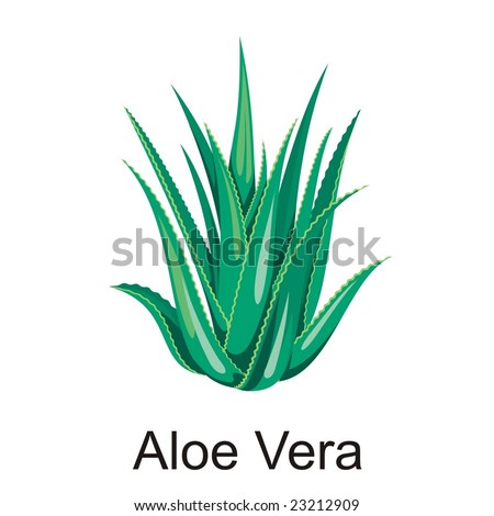 Aloe Vera Vector