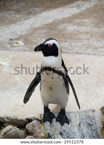 Penguin with its wings sticking out standing on a rock