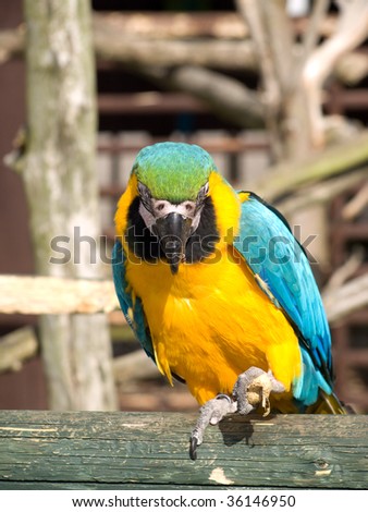 Blue, Yellow and Green Parrot standing on a log with peanut in its claw
