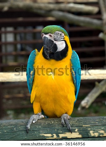 Blue, Yellow and Green Parrot standing on a branch