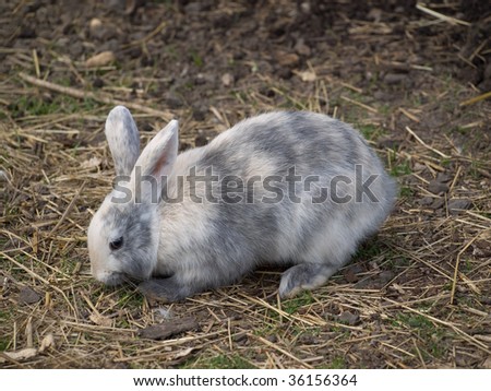 Grey striped Rabbit standing on some grass with twigs