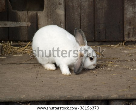 Rabbit Standing eating in front of its hutch