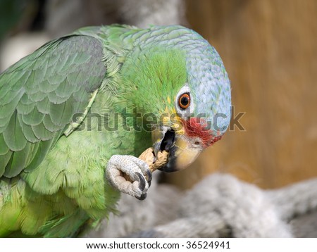 Green, blue and red parrot eating a nut