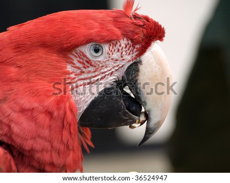 Close up of parrot with nut in beak