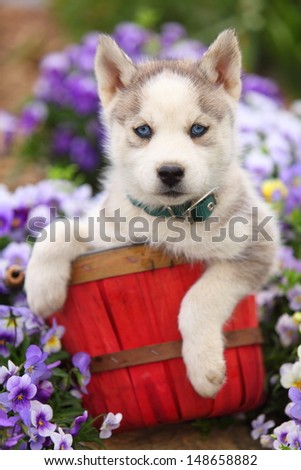 A Beautiful Siberian Husky Puppy Sits Patiently In A Red Basket In Front Of Some Flowers.