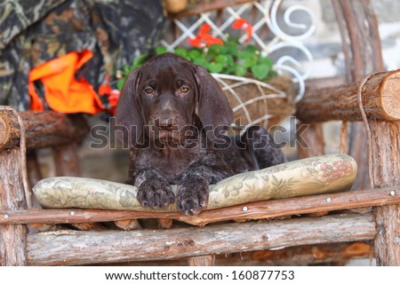 A lovable, floppy eared German Short Haired Pointer pup sits on a wooden chair with some hunting safety orange and camouflage.
