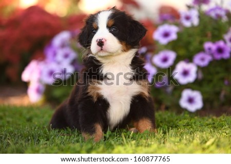 A handsome, well marked Bernese Mountain Dog puppy sits alert in lush grass.