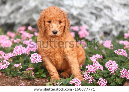 A Standard Poodle puppy sits alert in a colorful flowerbed.