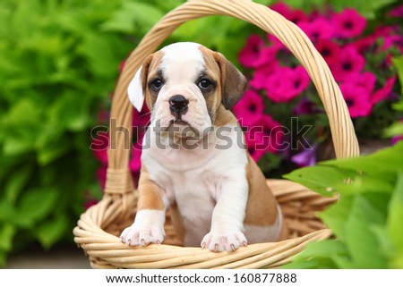 A lovable puppy sits in a basket among some flowers.