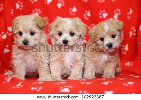A litter of soft, fluffy puppies sit on a red blanket.