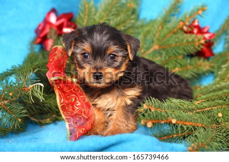 A Yorkshire Terrier puppy sits with a red bow among some evergreens.