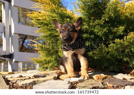 A German Shepherd Puppy sits on a rock path in front of a fence.