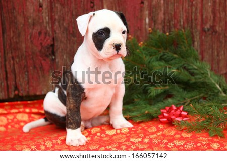 An American Bulldog puppy sits in front of an old red barn. The colors and fresh cut evergreens give this image a Christmas vibe.
