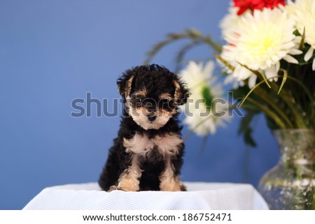 An adorable Yorkshire Terrier mix puppy sits in front of some flowers and a blue background.