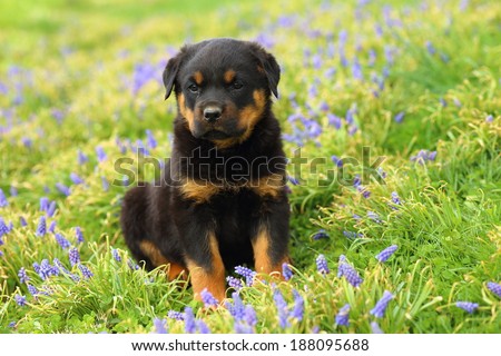 Rottweiler Puppy Sitting in Flowers