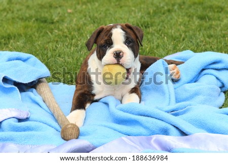 A playful Olde English Bulldogge puppy lays on a blanket with a baseball bat and a tennis ball.