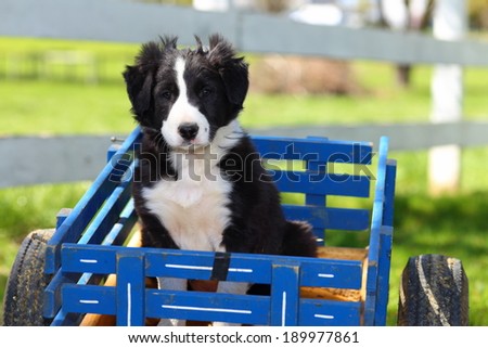 Black and White Border Collie in Blue Wagon in Front of Fence