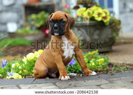A Boxer puppy sits on a stone path