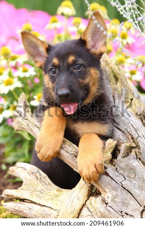 German Shepherd puppy resting his paws on an old weathered stump