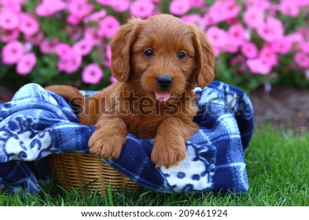 An adorable Labrador Retriever and Poodle mix (a mix known as Labradoodles) puppy sits in a basket