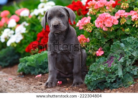 Cane Corso (or Italian Mastiff) puppy sitting in flower garden.