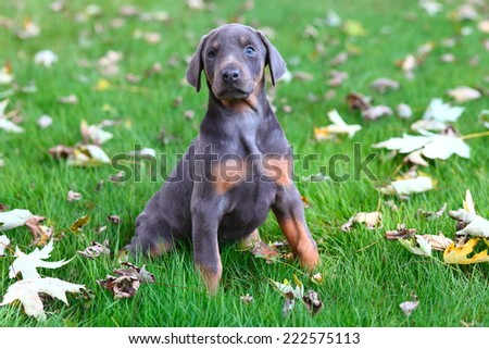 Doberman puppy sitting in grass with Autumn leaves