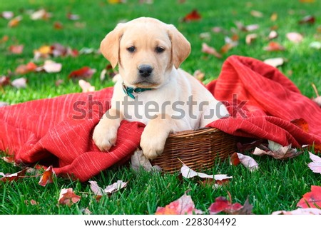 A handsome little Labrador Retriever puppy sits on a red blanket in a lawn covered in Autumn leaves