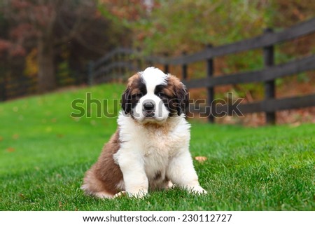 a brown and white Saint Bernard puppy sits in beautiful green meadow with fence row in the background