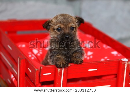 A cute little Cairn Terrier puppy stands in a red wagon