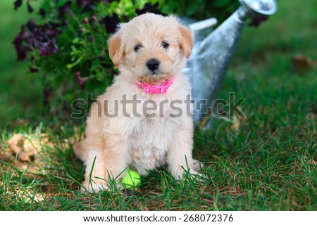 A fluffy little Miniature Poodle mix puppy sits in some grass with a tennis ball in front of a watering can full of flowers.