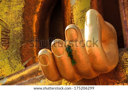 Buddha\'s hand