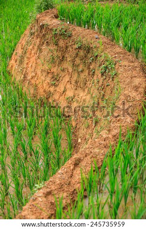 Rice Terraces, South East Asia/ Sapa Vietnam  Rice fields prepare the harvest at Northwest Vietnam
