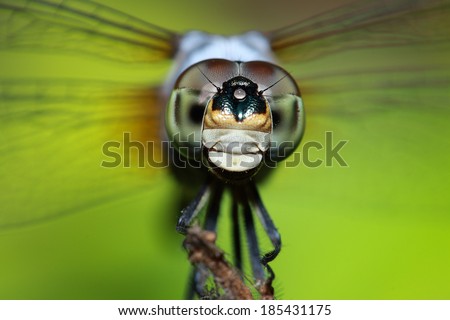 Dragon fly face close up