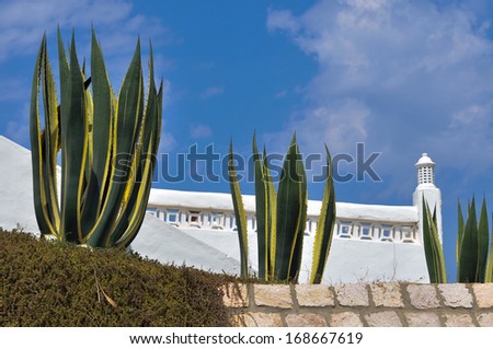 Three agave plants in front of a white wall.